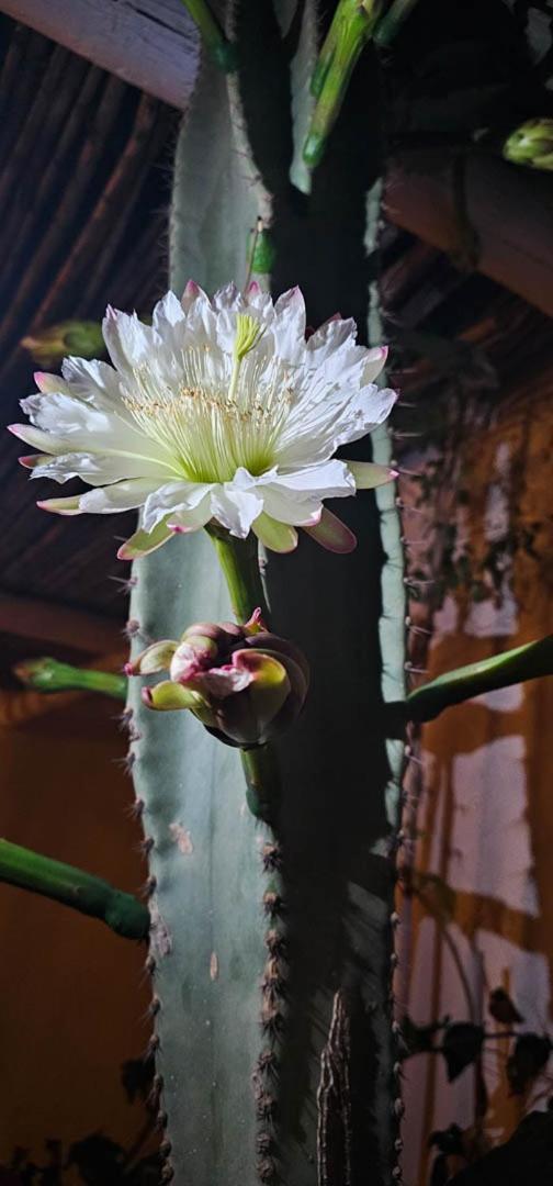 Cortijo El Albaricoque De La Sierra - Finca De 75 Hectareas ! Nijar Ngoại thất bức ảnh